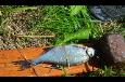 65  Giethoorn 2014 075