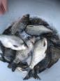 IMG-20201113-WA0005