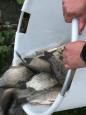 IMG-20201113-WA0008